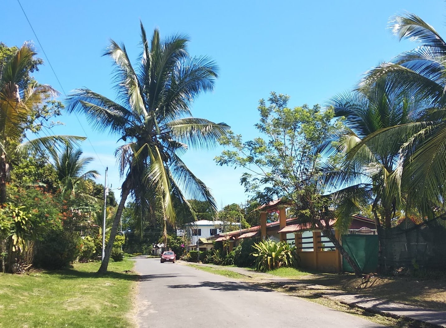 rue tranquille bordée de palmiers menant au parc national à Cahuita dans le sud des caraibes du costa rica